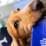 Dog showing EU pet passport