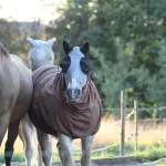 Paarden, natuur en bouwregels in Tervuren