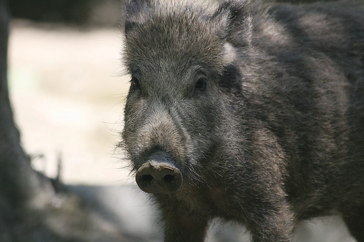 Wild boar