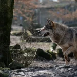 Canis Lupus Lupus