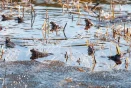 How Tervuren Amphibian Tunnels Save Lives