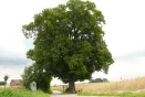 Former Mayor Sees Hope for Ancient Tree