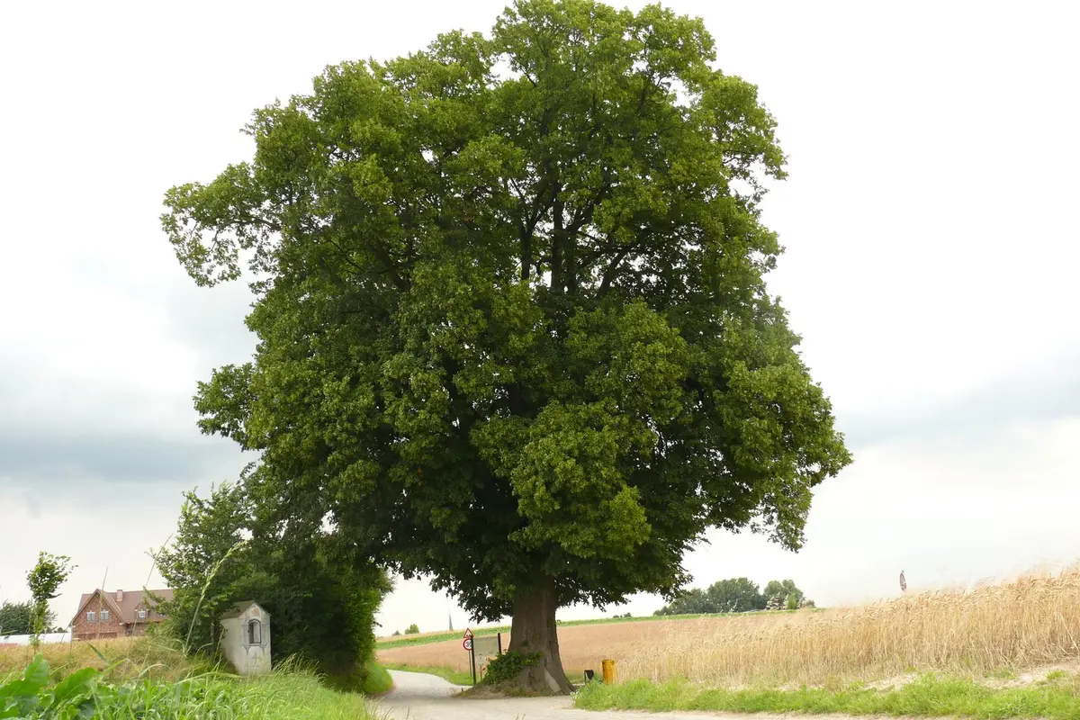 Tilia platyphyllos