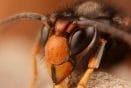 A male Asian hornet (Vespa velutina) photographed in Belgium.