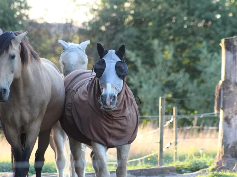 Three horses walking on a narrow country lane in a rural part of Tervuren. ©Tervuren+