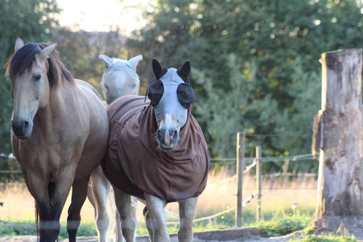 Three horses walking on a narrow country lane in a rural part of Tervuren. ©Tervuren+